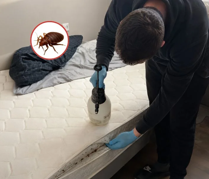 Technicien traitant un matelas contre les punaises de lit à Ennery